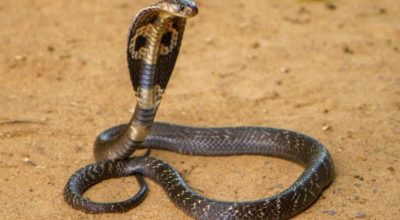 15 cobras mais venenosas do mundo e do Brasil para conhecer